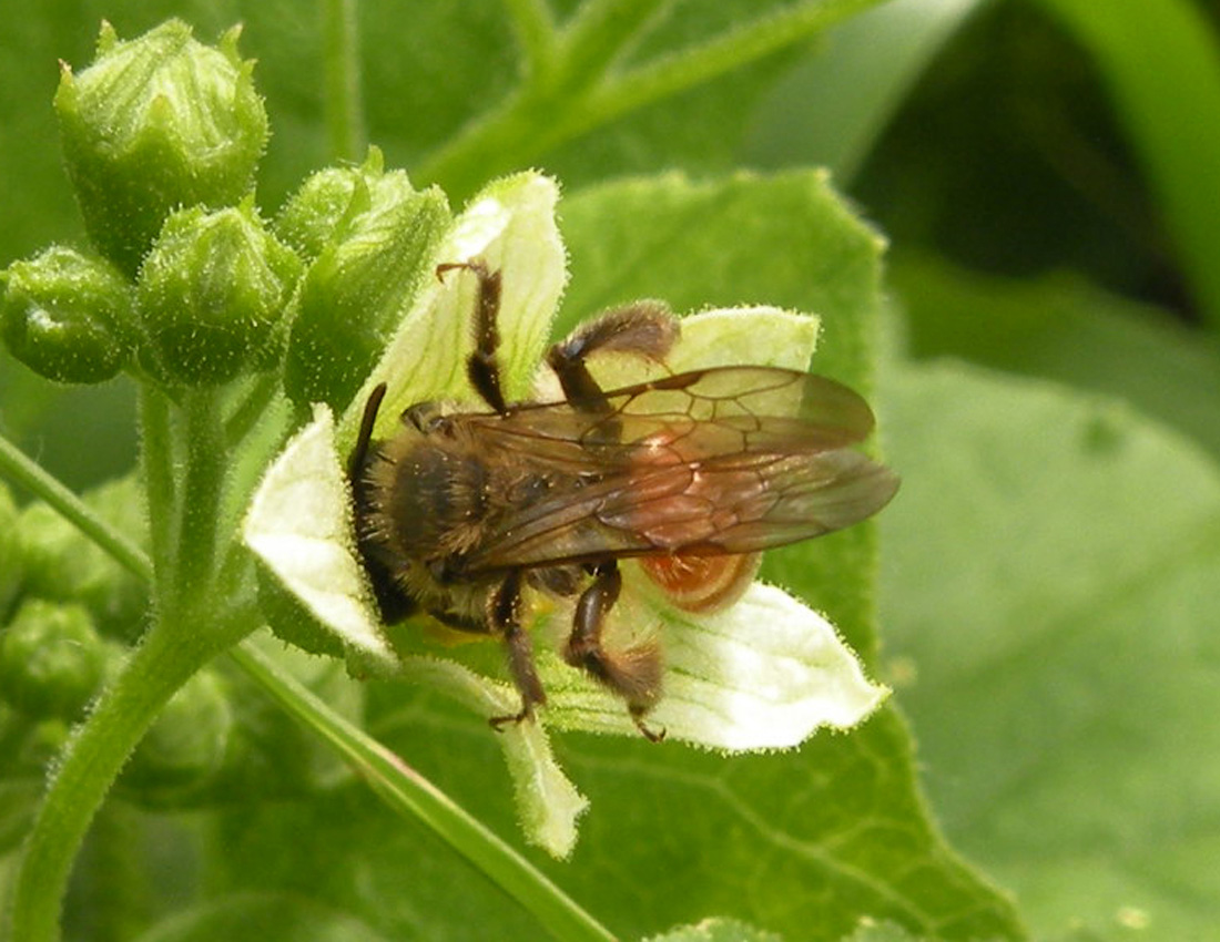 Andrena forse florea